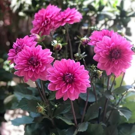 Дом отдыха Cycladic Luxury Maisonette *