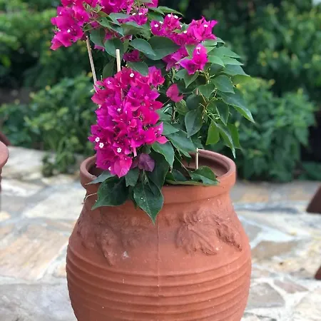 Cycladic Luxury Maisonette *