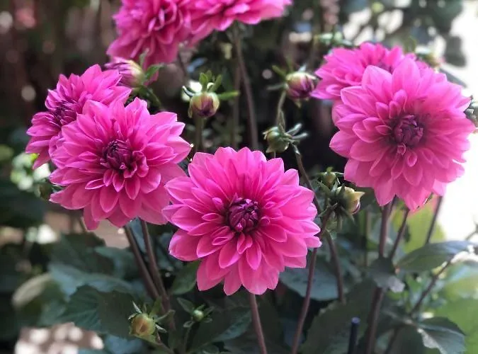 Vakantiehuis Cycladic Luxury Maisonette *